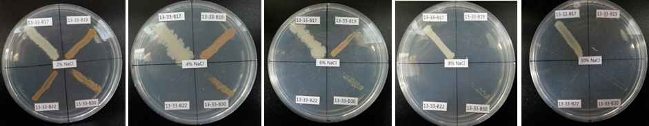 세균자원의 NaCl 농도별 생육테스트 조사 결과