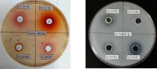 세균자원의 PGPR 활성 테스트 결과