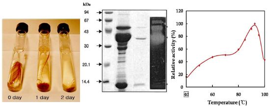 절대혐기성 호열미생물 Fervidobacterium의 protease 활성