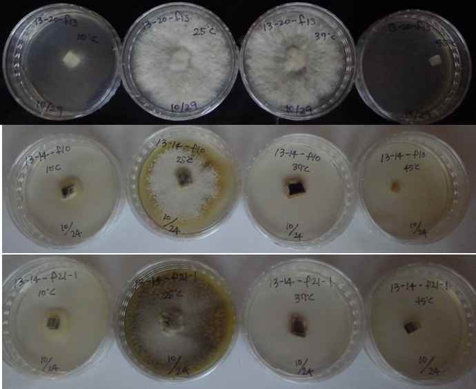 곰팡이자원 온도별 생육테스트 결과