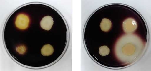 효모균주의 amylase 활성 테스트 결과