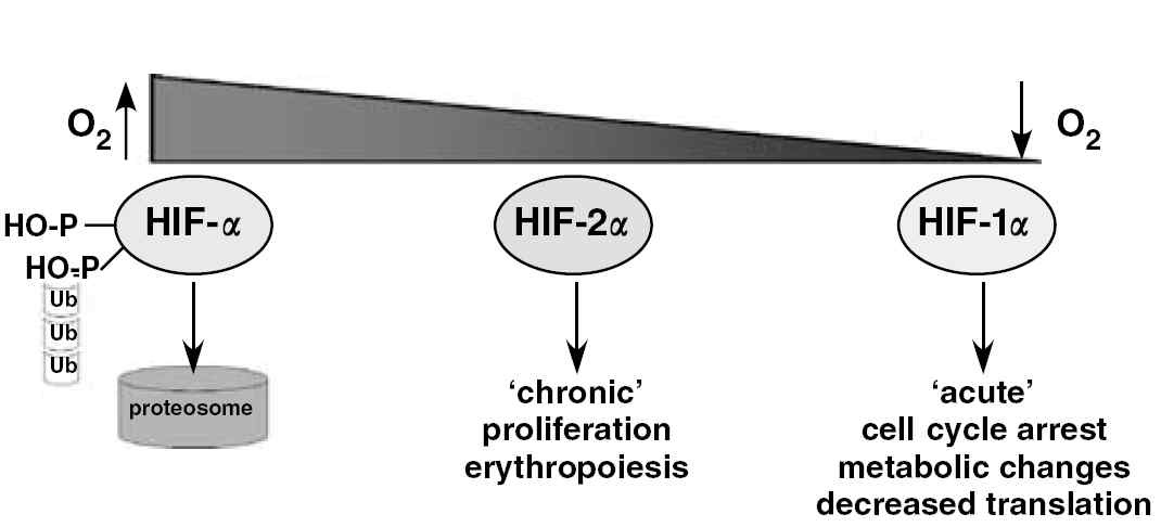 그림 4 Roles of HIF-1α and HIF-2α along decreasing oxygen