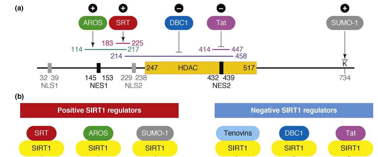 그림 6 SirT1 regulation through protein interaction.
