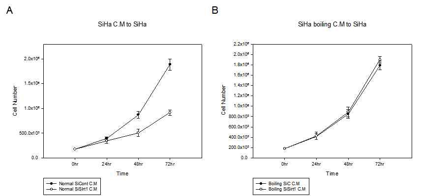 Fig. II-3 SiHa에서 SirT1 knock-down한 뒤 얻은 conditioned media를 다시 SiHa에게 treat하고 time dependent cell death를 확인.