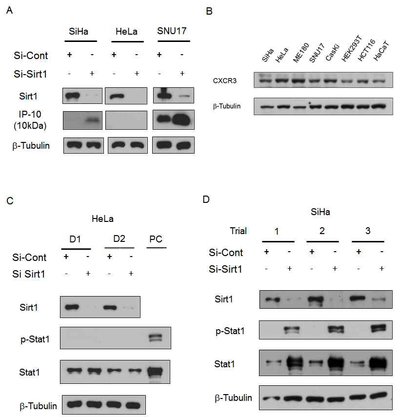 Fig. II-7 (A) cervical cancer cell에서 SirT1 knock down시 분비되는 IP-10을 Western blotting으로 확인. (B) cell line 별로 IP-10의 receptor인 CXCR3를 확인. (C, D) HeLa와 SiHa에서 SirT1 knock-down시 JAK-STAT pathway의 변화를 확인