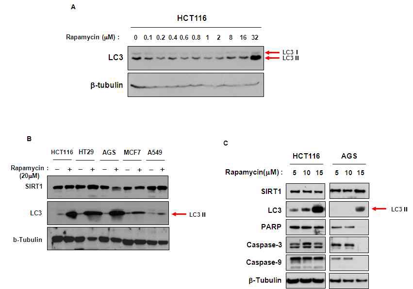 Fig. IV-1 (A) HCT116 세포주에 농도별로 Rapamycin을 24시간동안 처리하여 적정 농도를 결정함. (B) 20 mM Rapamycin을 24 시간 동안 다섯 종류의 인간 암세포주 (HCT116, HT29, AGS, MCF7, A549) 에 처리하였을 때 SirT1의 발현을 비교. (C) Rapamycin 24 시간 처리 시 apoptosis 관련 단백질의 변화 비교.