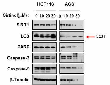 Fig. IV-4 HCT116과 AGS 세포에 SirT1 inhibitor인 sirtinol 처리 후 LC3 변화 관찰.