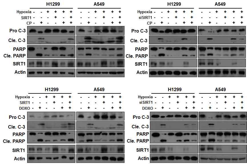 Fig. V-6 The SirT1-AMPKalpha pathway mediates cleaved caspase 3 and PARP levels in NSCLC cells.