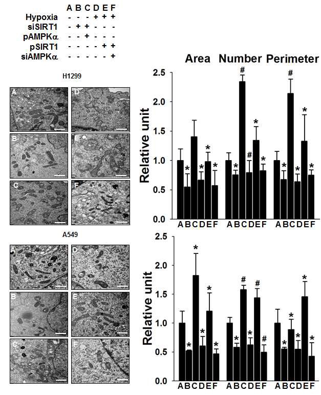 Fig. V-8 The hypoxic inhibition of SirT1-AMPKalpha pathway decrease the area, number, and perimeter of mitochondria in NSCLC cells
