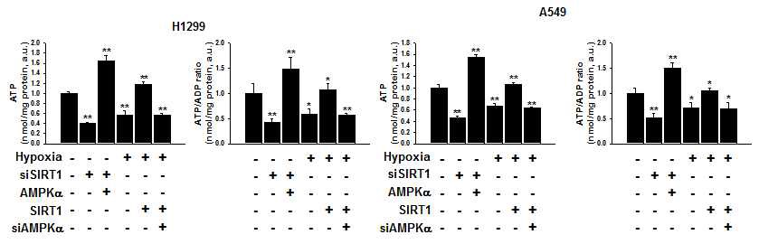 Fig. V-9 The hypoxic inhibition of SirT1-AMPKalpha pathway decrease the ATP levels of mitochondria in NSCLC cells.