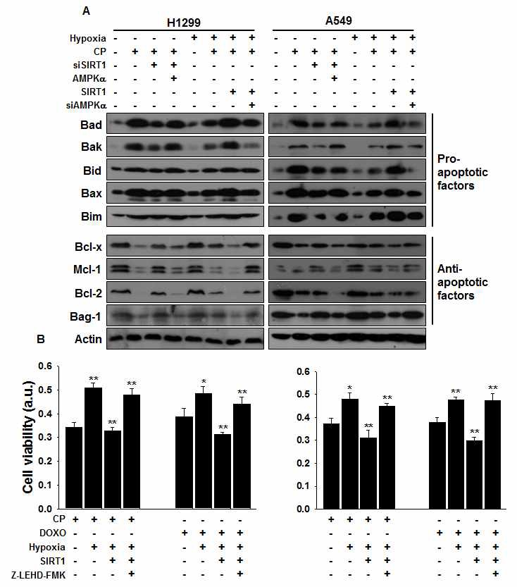 Fig. V-10 The hypoxic inhibition of SirT1-AMPKalpha pathway decrease the pro-apoptotic makers of mitochondria in NSCLC cells.