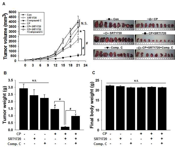 Fig. V-11 The anticancer effect of cisplatin is augmented in H1299 tumors by activation of the SirT1-AMPK pathway.