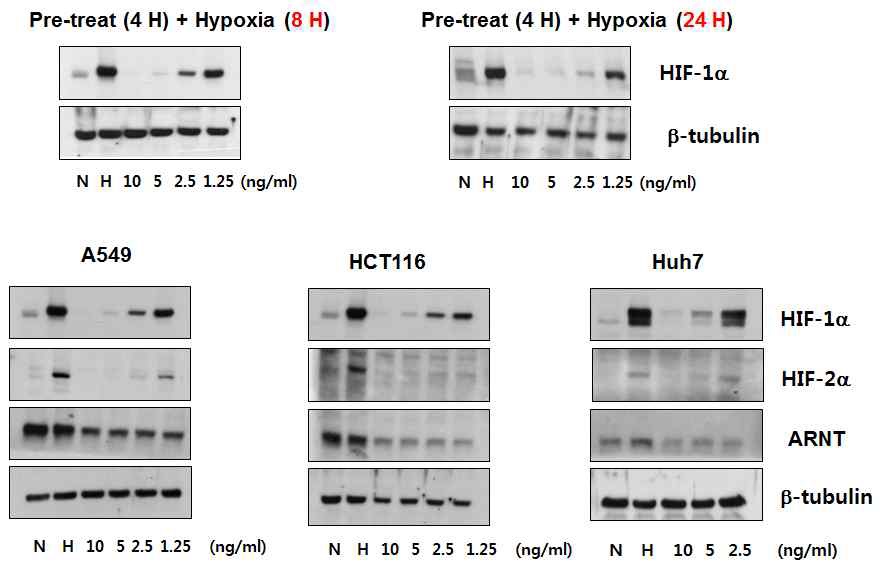 Fig. VI-9 약물 26-7의 HIF 억제 효과.