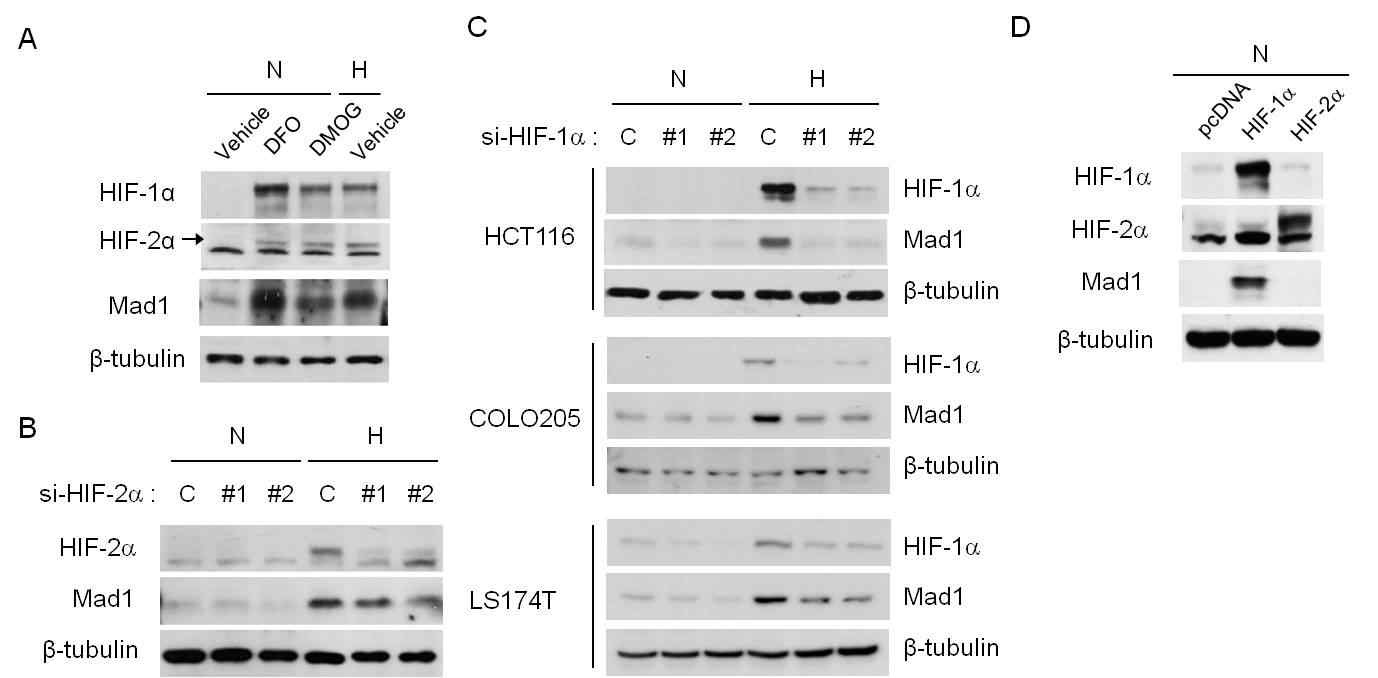 Fig. VIII-2. Mad1 is induced HIF-1-dependently under hypoxia