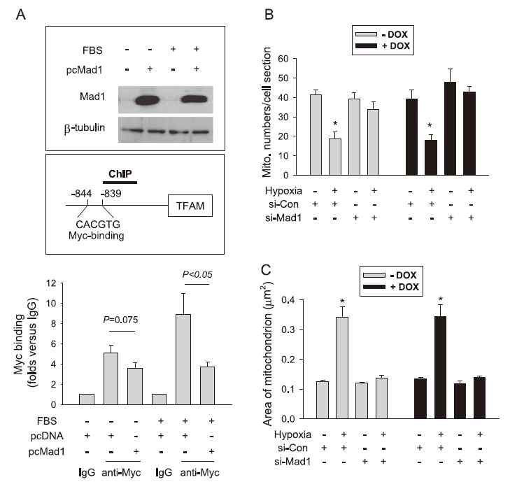 Fig. VIII-5. Mad1 promotes hypoxiainduced mitochondrial inhibition by antagonizing c-Myc