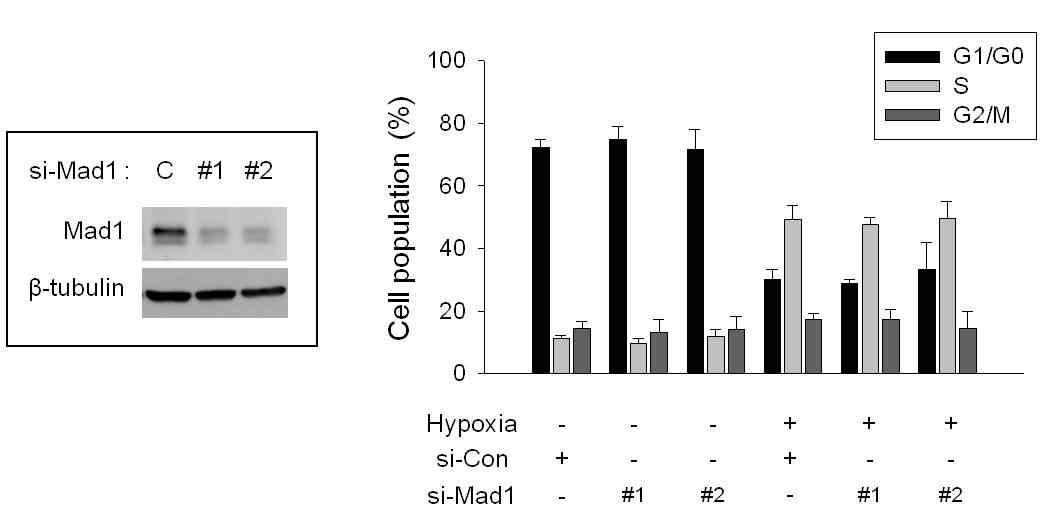 Fig. VIII-7. Influence of Mad1 knock-down on cell cycle. HCT116 cells, which had been transfected with indicated siRNAs, were incubated in normoxia or hypoxia for 24 hours. The levels of indicated proteins were analyzed by Western blotting (upper panel), and cell cycle was analyzed by flow cytometry after propidium iodide staining.