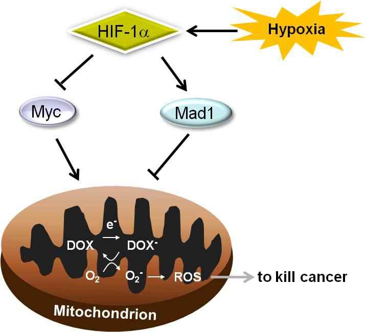 Fig. VIII-9. Proposed mechanism of hypoxia- induced resistance to doxorubicin