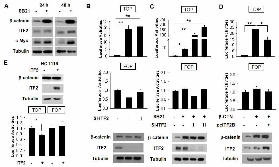 Figure IX-2. Loss of ITF-2 enhances b-CTN/TCF4 transcriptional activity