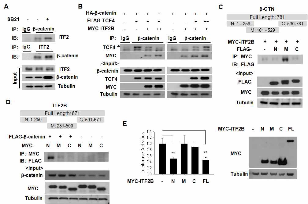 Figure IX-3. ITF-2 binds b-CTN and down-regulates its transcriptional activity via inhibition of b-CTN/TCF4 complex formation