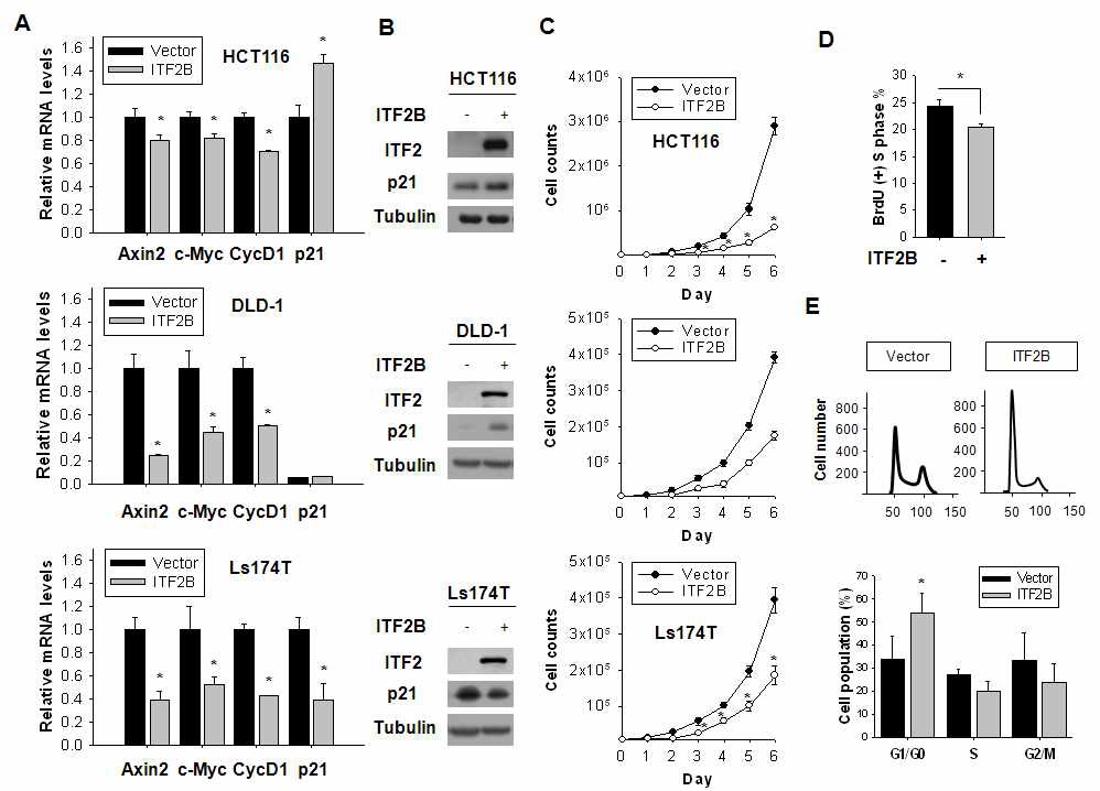 Figure IX-4. ITF2 inhibits cell growth in colon cancer cells