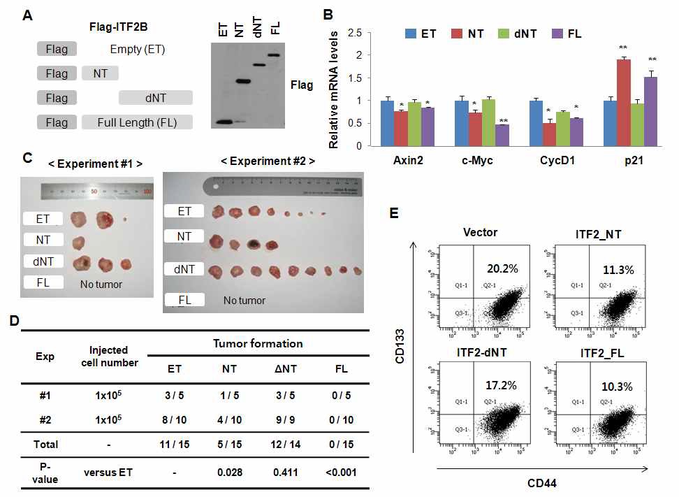 Figure IX-5. ITF2 inhibits tumorigenesis in vivo