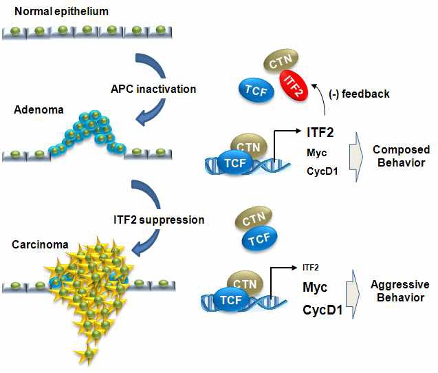 Figure IX-8. Model for ITF2 regulation of b-catenin/TCF4 activity. In adenoma where the b-catenin degradation is deteriorated by APC deletion or b-catenin mutation, the negative feedback by ITF2 can play a suppressive role in terms of adenoma-to-carcinoma transition. Thus, the deletion of ITF2 leads to the uncontrollable activation of the Wnt/b-catenin signaling in tumor and the excessive expressions of c-Myc and cylin D1, which contributes to the highly malignant phenotypes.