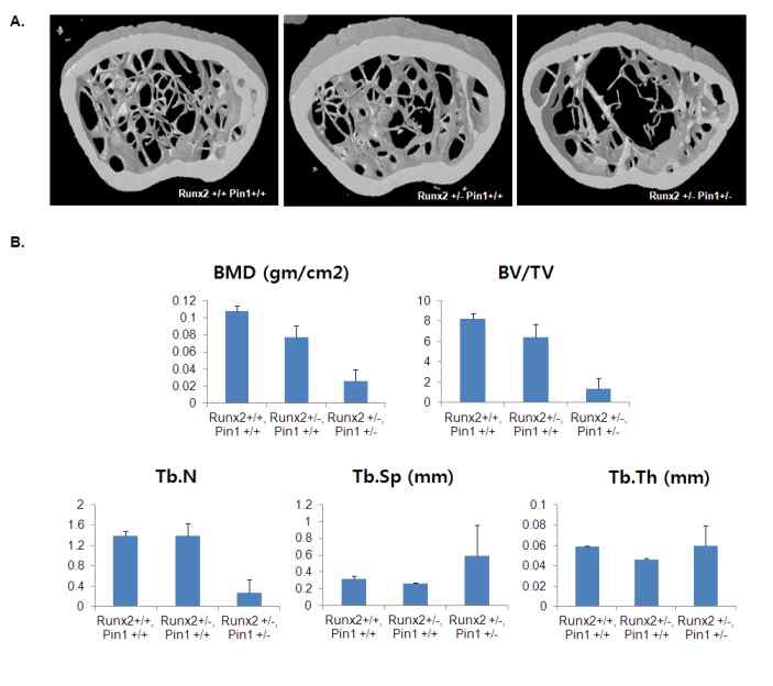 (Figure 6 Runx2-Pin1상호작용과 골항상성)