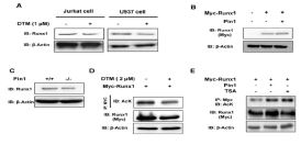 (Figure 9. Pin1에 의한 Runx1 아세틸화 촉진)