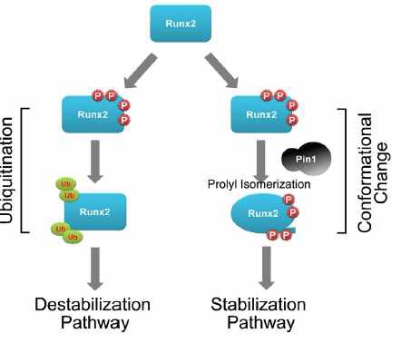 (Figure 4. Runx2의 양방향 운명)