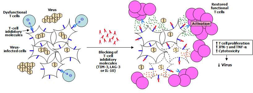 그림 2. 만성 바이러스 감염시에는 제 기능을 하지 못하는 dysfunctional T세포에 T세포
