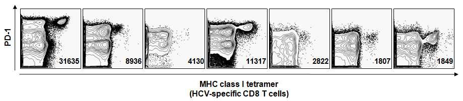 그림 3. 7명의 만성 C형간염 환자 PBMC를 MHC class I tetramer와 anti-PD-1 항체로 형광염색하고 multicolor flow cytometry를 수행한 결과, 모든 만성 C형간염 환자의 HCV-특이 T세포가 PD-1을 매우 강하게 발현함