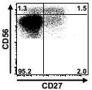 그림 17. NK세포에서 CD27과 CD56의 발현 양상