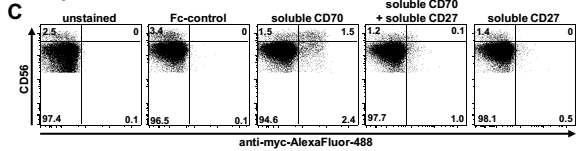 그림 18. NK세포에 대한 soluble CD70 결합능. NK세포에 soluble CD70을 결합시키고 형광으로 염색을 하면 그 양상은 NK세포에서의 CD27 발현 양상과 매우 유사하게 나타나며, 이러한 결합은 soluble CD27의 존재하에 사라짐.