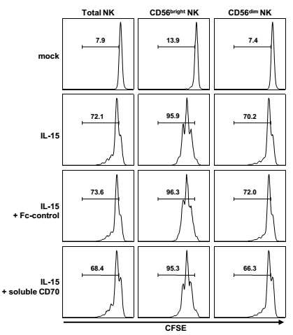 그림 22. Soluble CD70이 NK세포의 세포증식에 미치는 영향