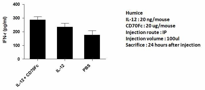 그림 24. 인간화 마우스에서 soluble CD70의 투여가 혈청 IFN-g 농도에 미치는 영향