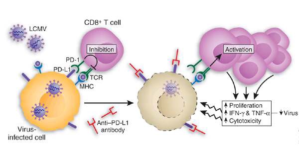 그림 1. 바이러스 만성감염시에 CD8 T세포 표면에 PD-1이라는 T세포 억제