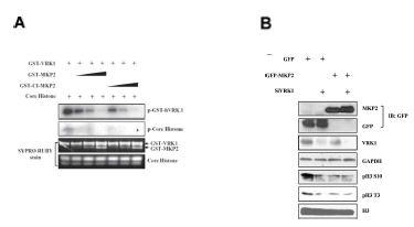 (A) VRK1과 MKP2의 인산화 반응 (B) VRK1 발현 억제와 MKP2 과발현에 따른 세포내 단백질 구성의 변화