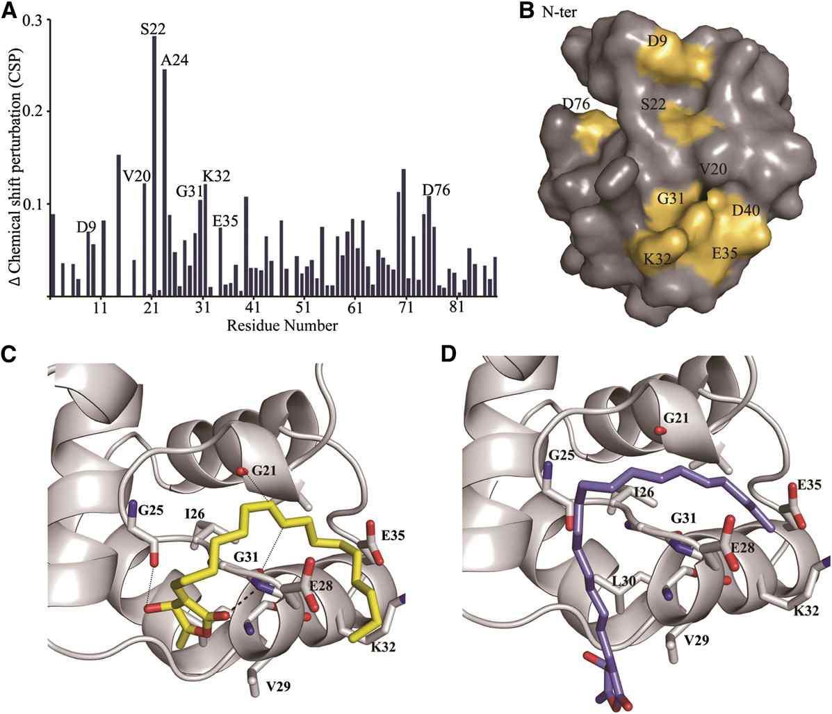 (A) Obtusilactone B 에 의한 BAF 아미노산의 화학적 이동 변화의 도표화 (B) BAF의 화학적 이동 변화의 지도화 (C,D) BAF에 대한 부탄올라이드 계열 화합물의 분자결합 분석