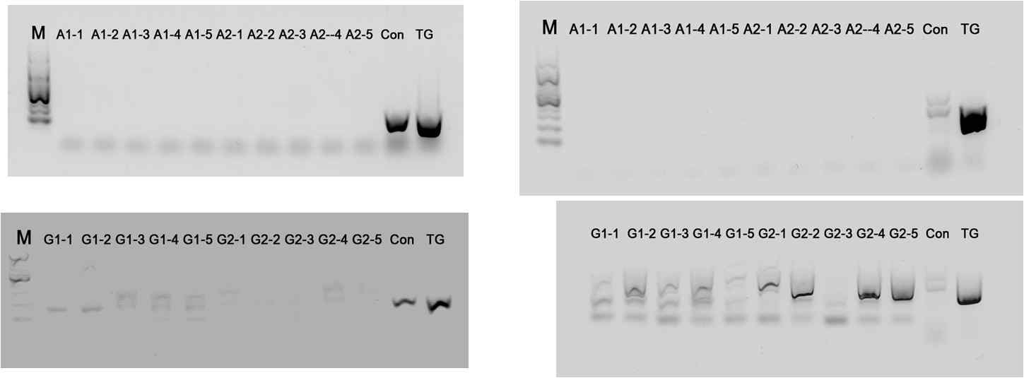 Band intensity relative to the Drosophila specific gene (left) and transgenic specific gene (right) in the 1st week. A refers the spider fed on the lab colony and G refers the spider fed on the transgenic drosophilla.