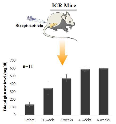 (그림 2.) STZ로 당뇨를 유도한 마우스의 혈당 측정 결과