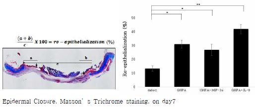 (그림. 11 창상치유 7일째 표피 재생 비교사진)