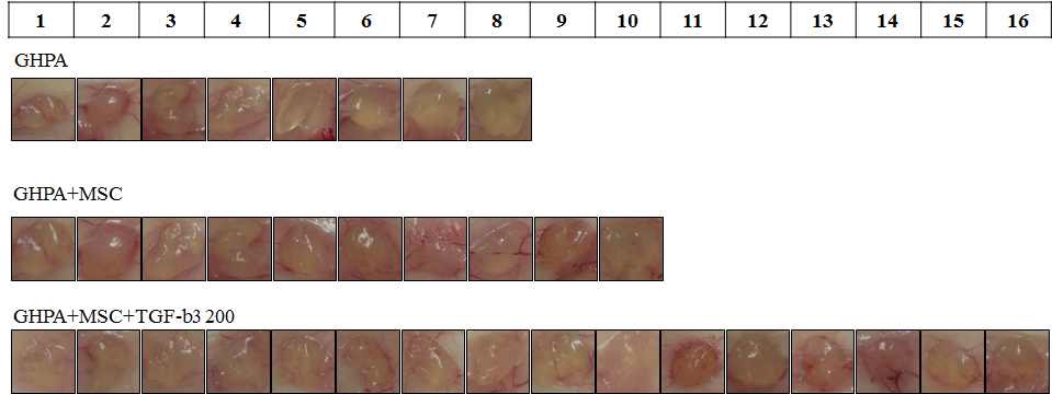 (그림 18. GHPA 이식 6주 후 연골 분화 유도 GHPA 하이드로젤의 gross morphology)