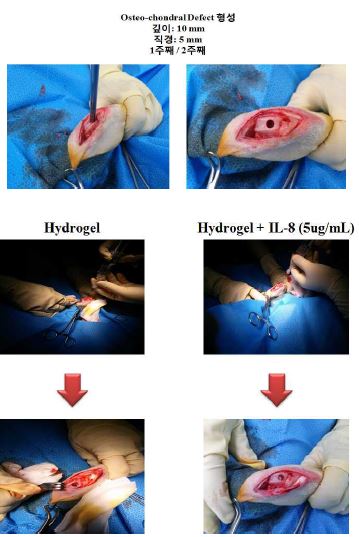 (그림 20. 토끼 모델에서의 골-관절 결손부위 모델 확립 및 수술 프로토콜)