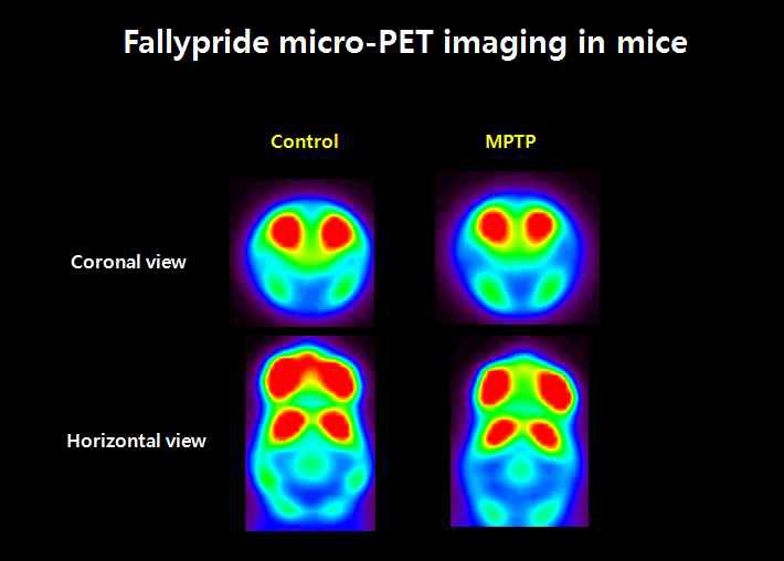 그림 37. 쥐의 fallypride PET영상