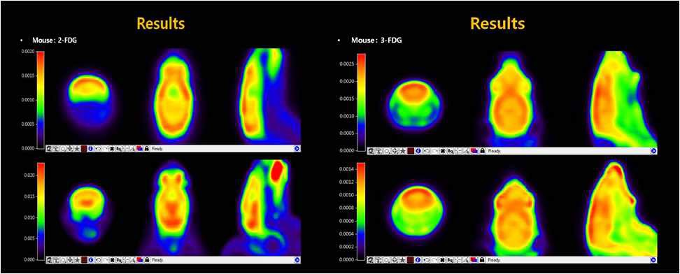 그림 46. 쥐(mouse)에서의 FDG-PET 영상(C57BL/6N, 20-25g)) 2-FDG (왼쪽),3-FDG (오른쪽)