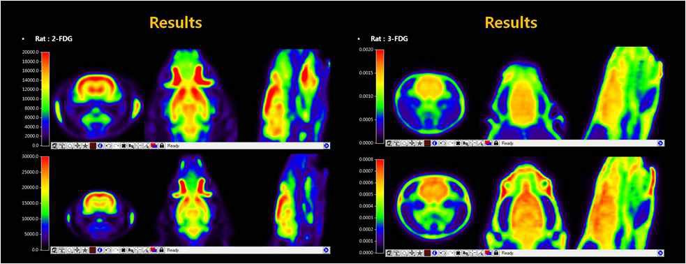 그림 47. 쥐(rat)에서의 FDG-PET 영상 (SD, 300-400g) 2-FDG (왼쪽) 3-FDG (오른쪽)
