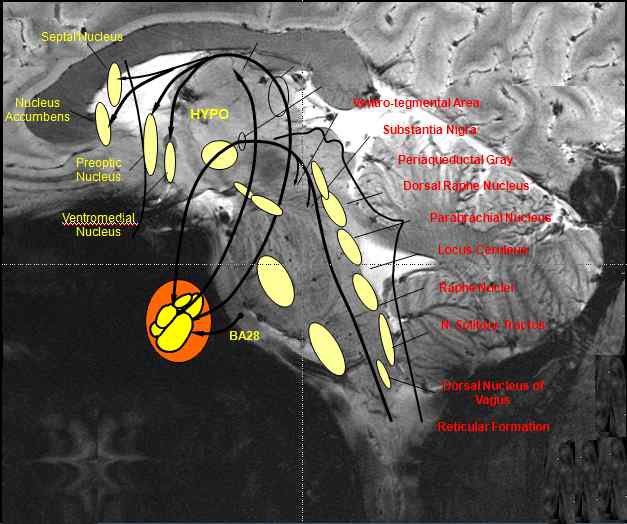 그림 53. 뇌간의 세부구조 및 주변 영역