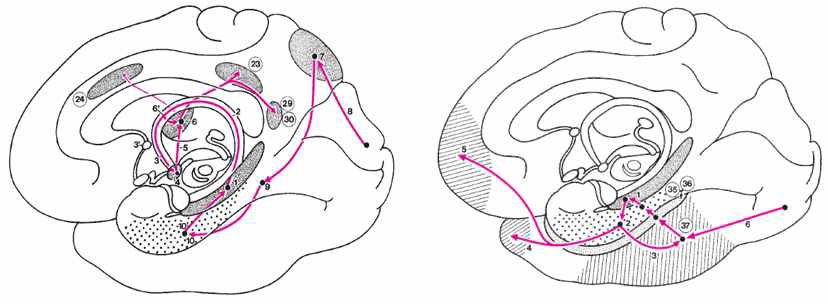 그림82.기억에관련된pathway.왼쪽은polysynaptic intrahippocampal pathway이고오른쪽은 Direct intrahippocampal pathway이다