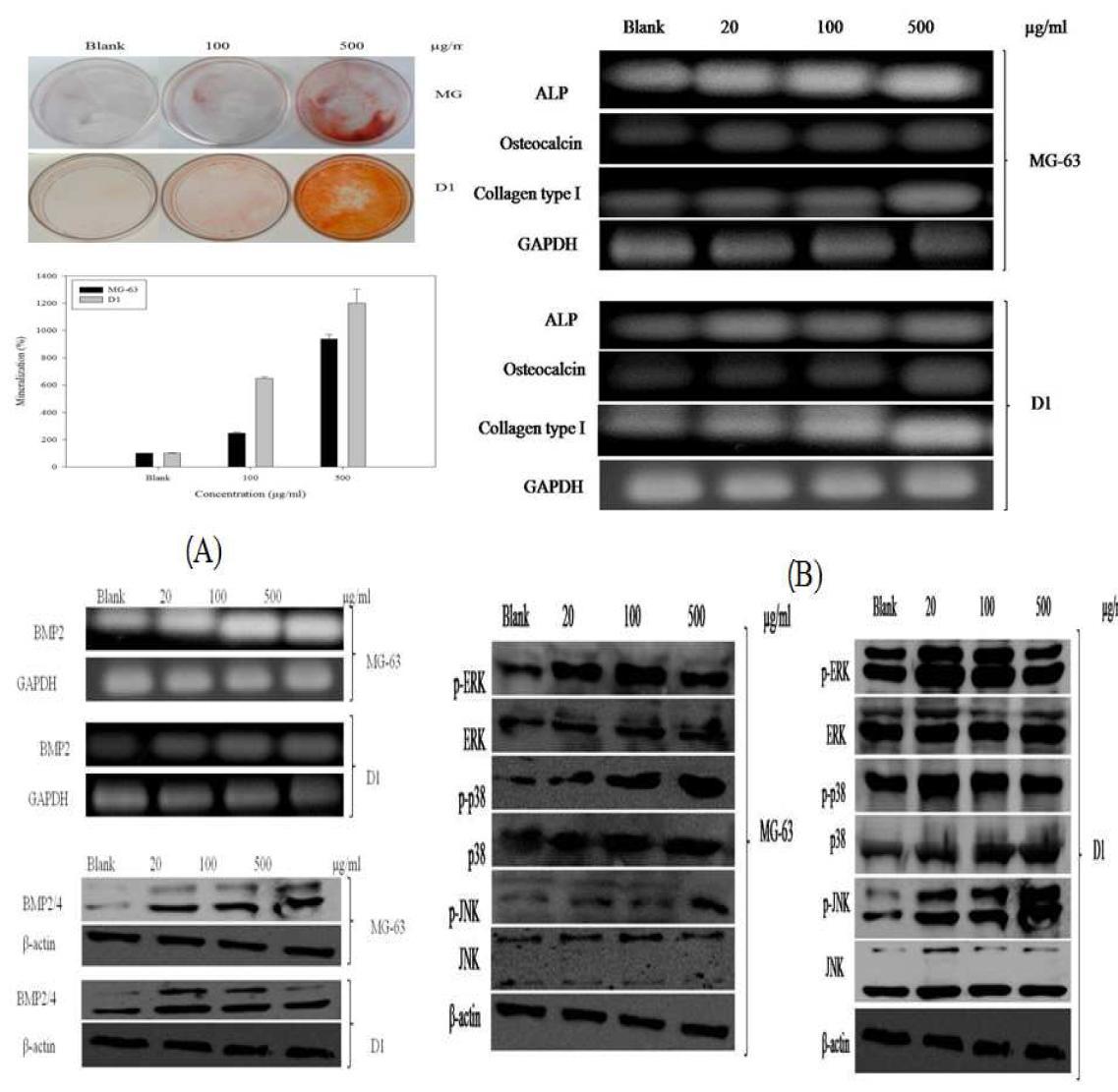 Osteoblastic cell (MG-63)과 D1 세포에서의 BMP-2, BMP2/4 단백질 유전자 확인 및 MAPK 경로 확인