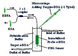 그림 37. Schematic of DNA hybridization detection process using etched FBG sensor.